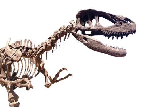 28 FT Tyrannosaurus Skeleton Rental