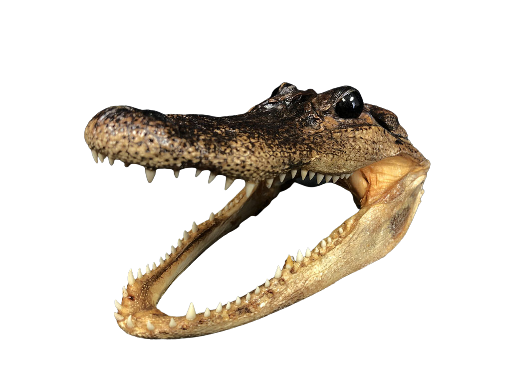 Taxidermy Alligator Head